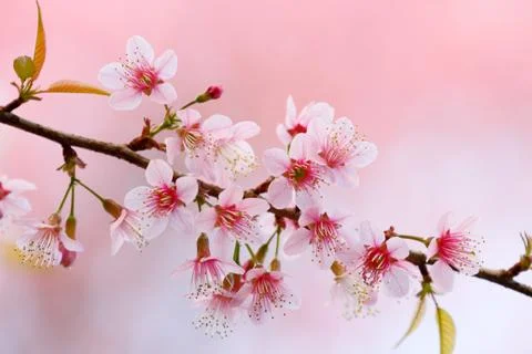 Cherry blossom Photos