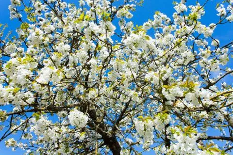 Cherry blossom Foto stock