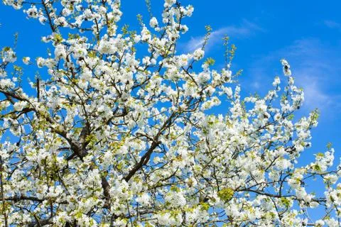 Cherry blossom Stock Photos