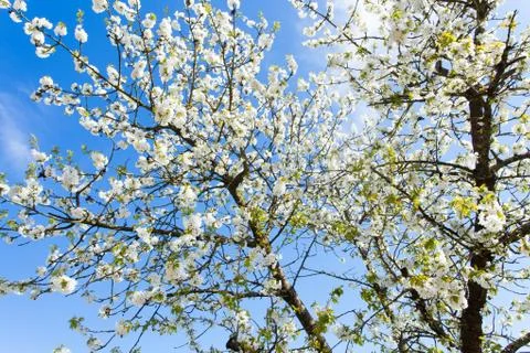 Cherry blossom Stock Photos