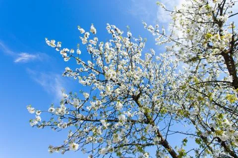 Cherry blossom Stock Photos