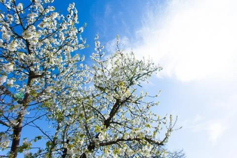 Cherry blossom Stock Photos