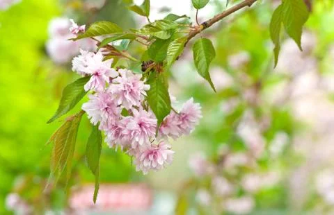 Cherry blossom Stock Photos