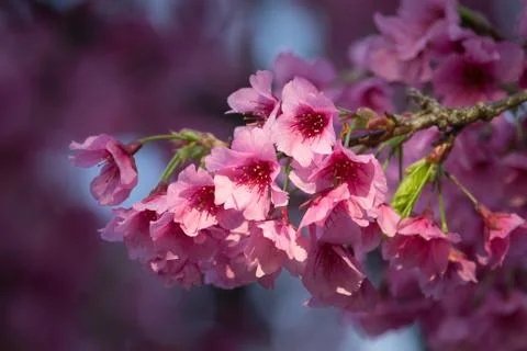 Cherry blossom Stock-Fotos