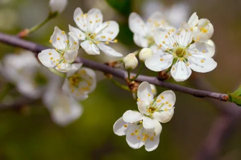 Cherry blossom Stock Photos