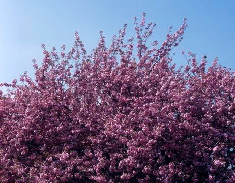 CHERRY BLOSSOM Foto stock