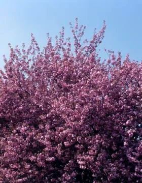 CHERRY BLOSSOM Stock Photos