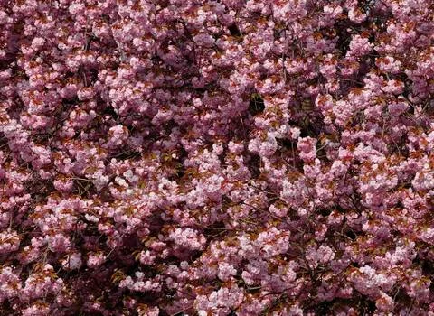CHERRY BLOSSOM Stock Photos
