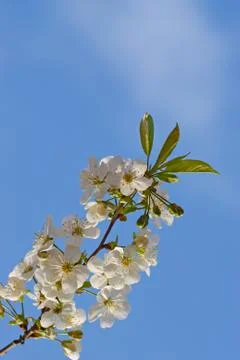 Cherry blossom Stock Photos