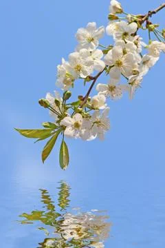 Cherry blossom Foto stock