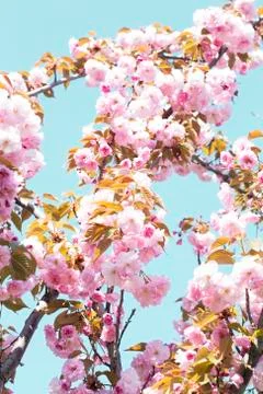 Cherry blossom Фото