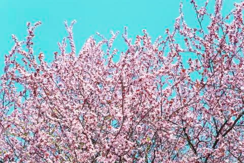 Cherry blossom Фото