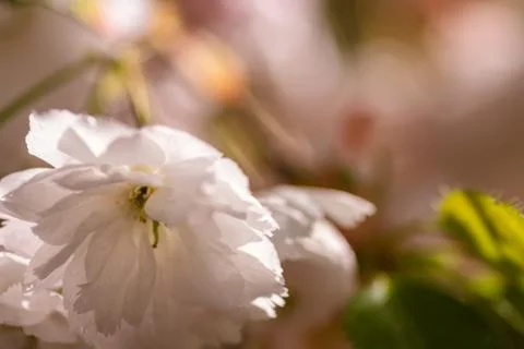 Cherry Blossom Stock Photos