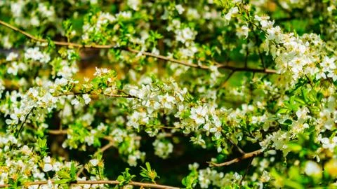 CHERRY BLOSSOM Stock Photos