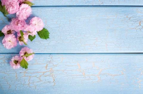 Cherry blossom Stock Photos