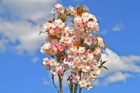 Cherry blossom Stock Photos