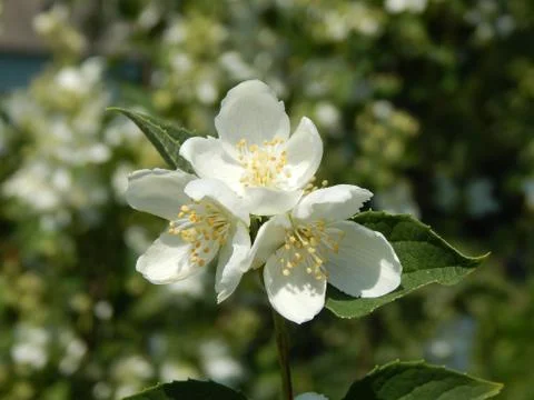 Cherry blossom Foto stock