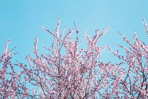 Cherry blossom Фото