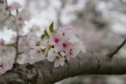 Cherry blossom Stock Photos