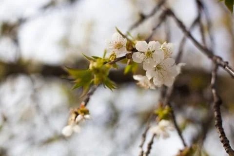 Cherry blossom Stock Photos