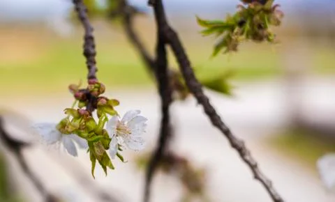 Cherry blossom Foto stock