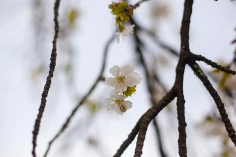Cherry blossom Stock Photos