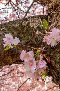 Cherry Blossom Stock Photos
