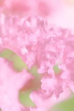 Cherry blossom Stock Photos