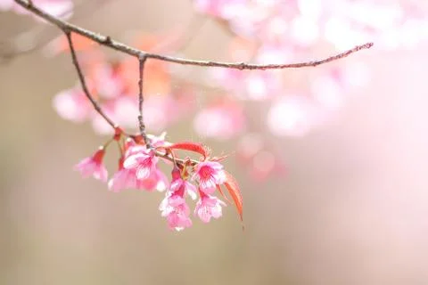 Cherry Blossom Stock Photos