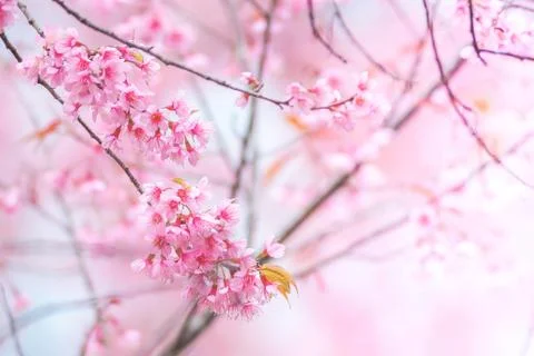 Cherry Blossom Stock Photos