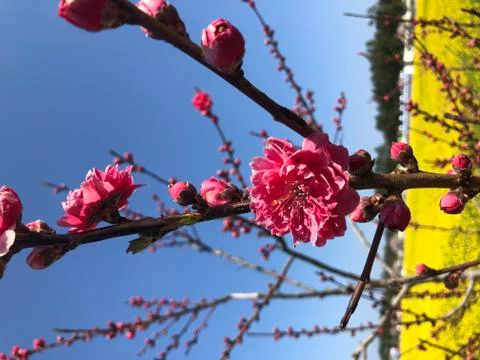 Cherry blossom Stock Photos