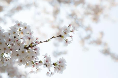 Cherry blossom Stock Photos