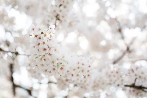 Cherry blossom Stock Photos