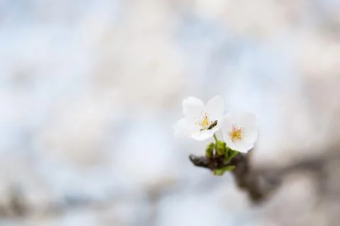 Cherry blossom Foto stock