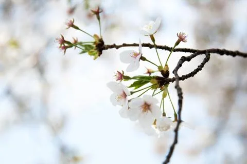 Cherry blossom Stock Photos