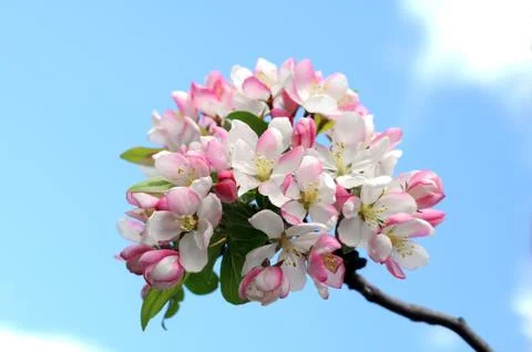 Cherry Blossom Stock Photos