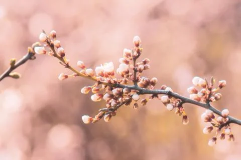 Cherry blossom Stock Photos