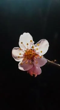 The Cherry blossom Stockfoto's