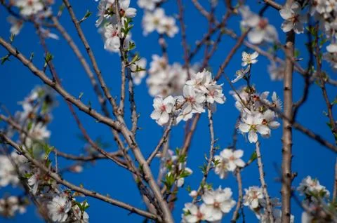 Cherry Blossom Stock Photos