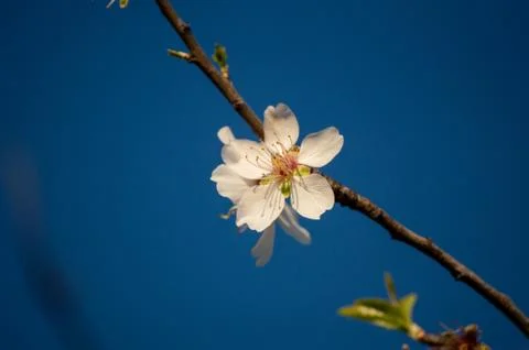 Cherry Blossom Stock Photos