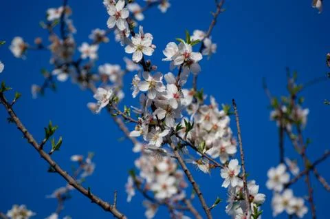 Cherry Blossom Stock Photos