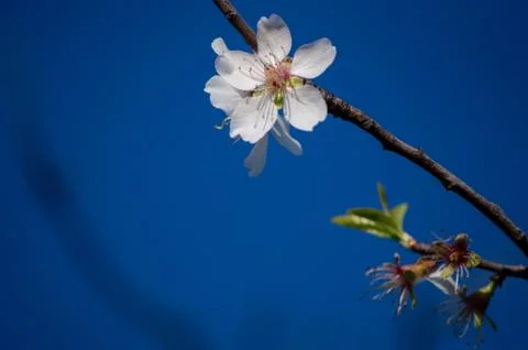 Cherry Blossom Stock Photos
