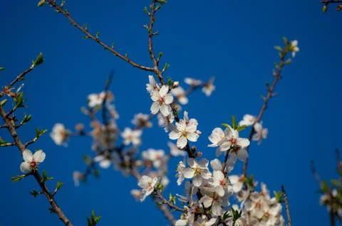 Cherry Blossom Stock Photos