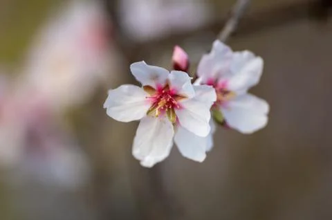 Cherry Blossom Stock Photos