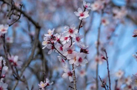 Cherry Blossom Stock Photos