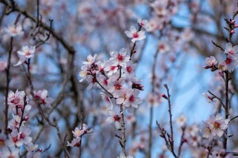 Cherry Blossom Stock Photos
