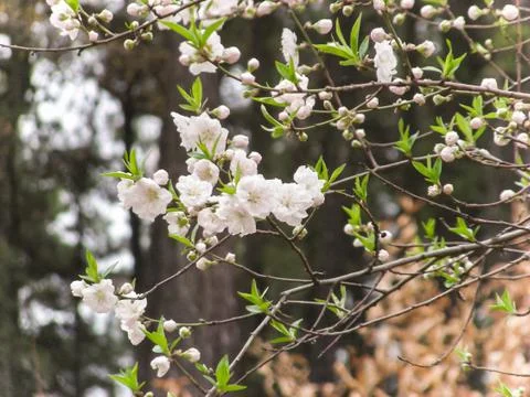 Cherry Blossom Stock Photos