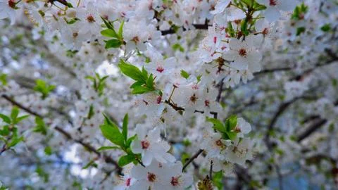 Cherry blossom Stock Photos