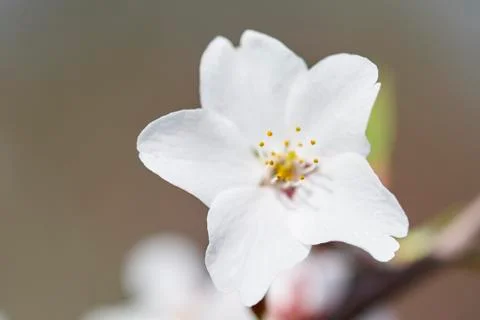 Cherry blossom Stock Photos