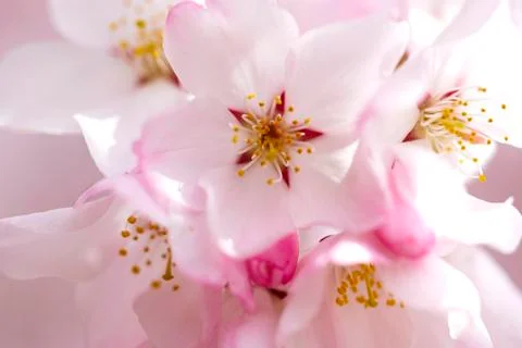 Cherry blossom Stock Photos